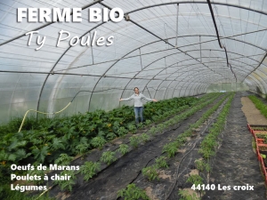Ferme-bio-ty-poules-44140-la-croix