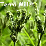 terra-millet-alimentation-logo