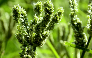 terra-millet-alimentation-logo