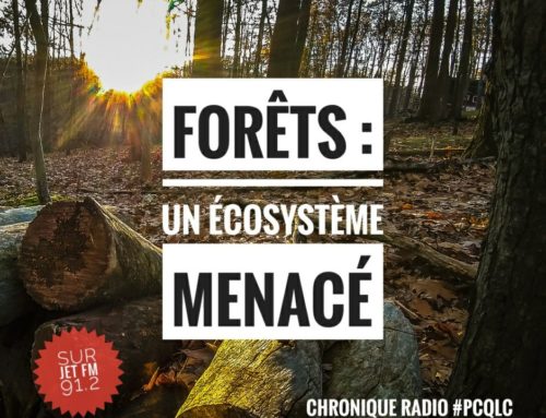 Forêts : un écosystème menacé